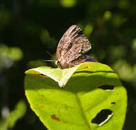 Image de Arhopala anthelus (Westwood (1852))