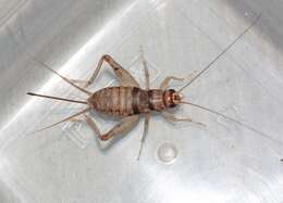 Image of Tropical House Cricket