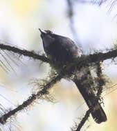 Image of Dwarf Jay