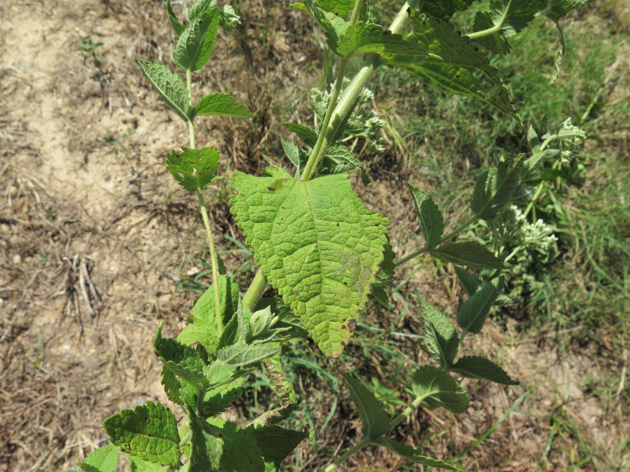 Eupatorium cordigerum (Fern.) Fern.的圖片