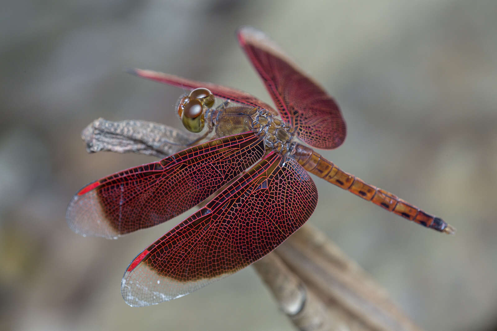 Image of Neurothemis fluctuans (Fabricius 1793)