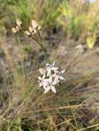 Image of Florida milkweed