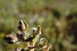 Plancia ëd Alyssum minutum Schlecht. ex DC.