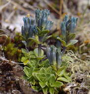 صورة Gentiana glauca Pall.