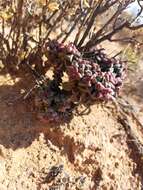 Image of Crassula elegans Schönl. & Baker fil.