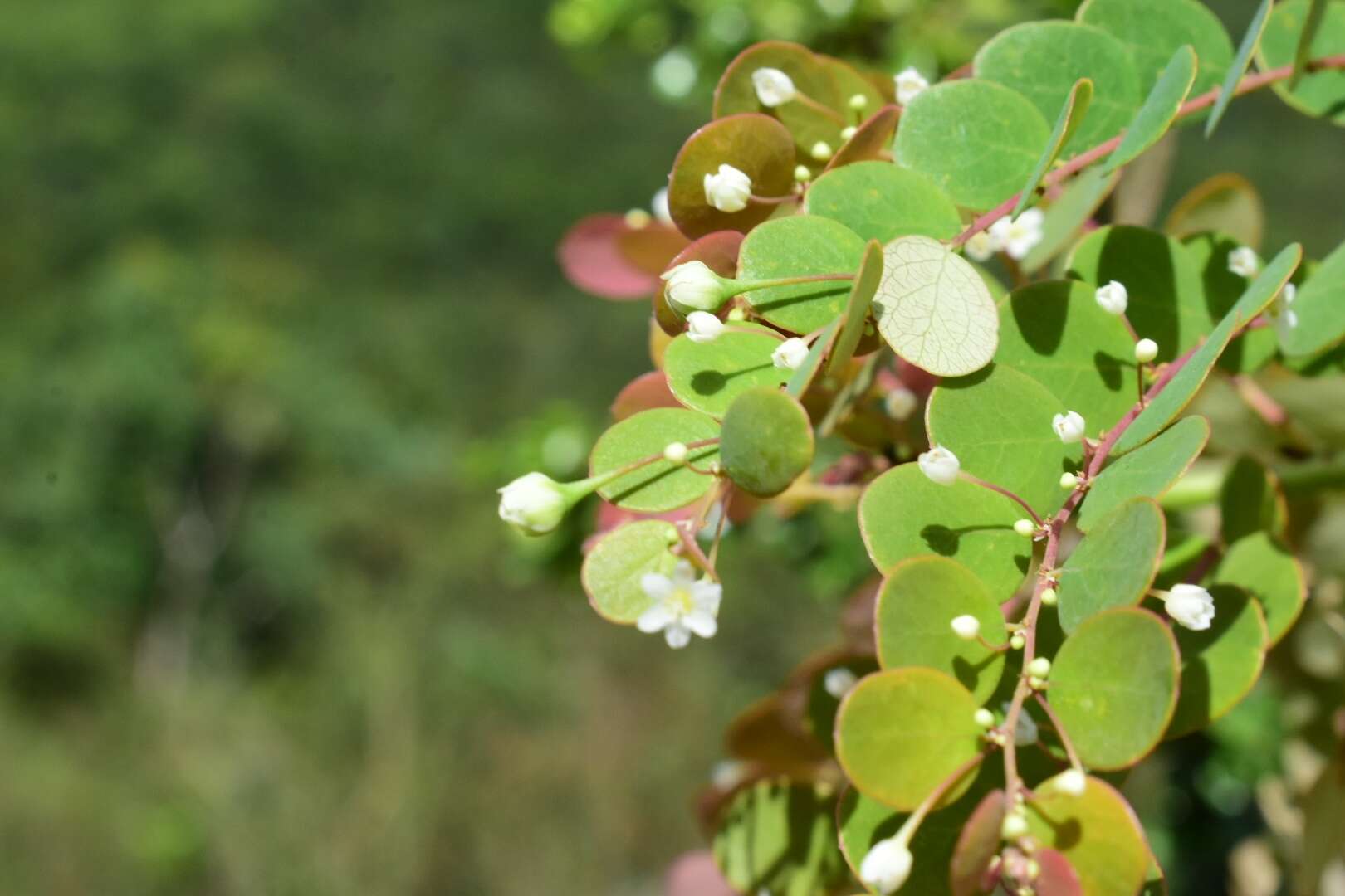 Phyllanthus nummularioides Müll. Arg.的圖片