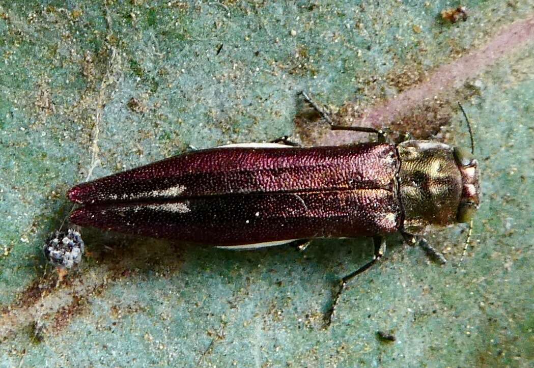 Image of Agrilus quadriguttatus niveiventris Horn 1891