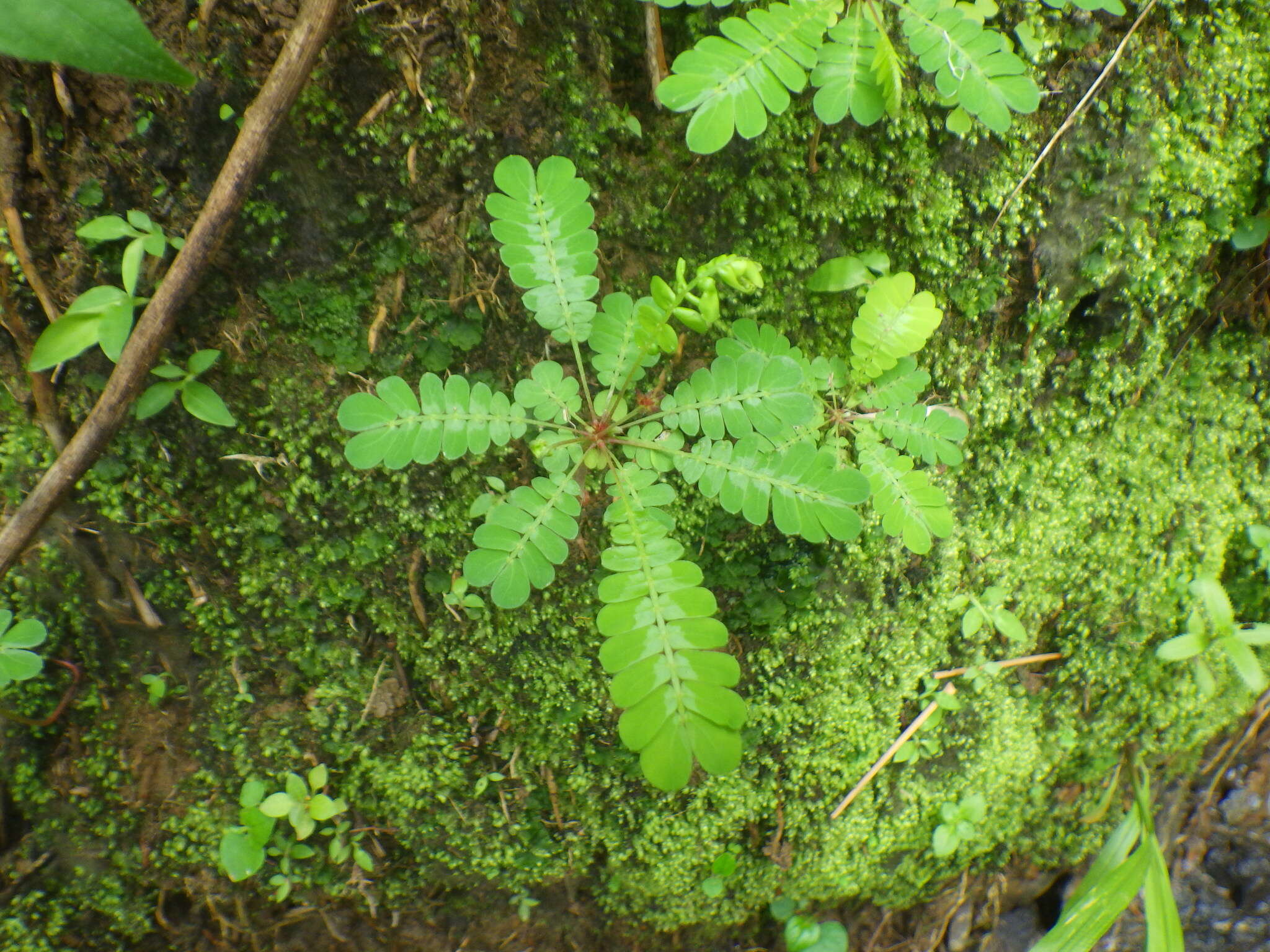 Image of Biophytum sensitivum (L.) DC.