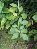 Image of Jamaican Nightshade