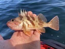 Image of Calico rockfish