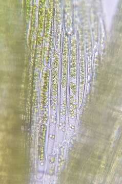 Image of orthodontium moss