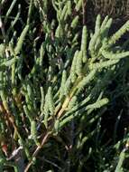 Image of Shrubby Glasswort