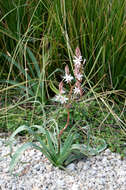 Image of Asphodelus ramosus subsp. ramosus