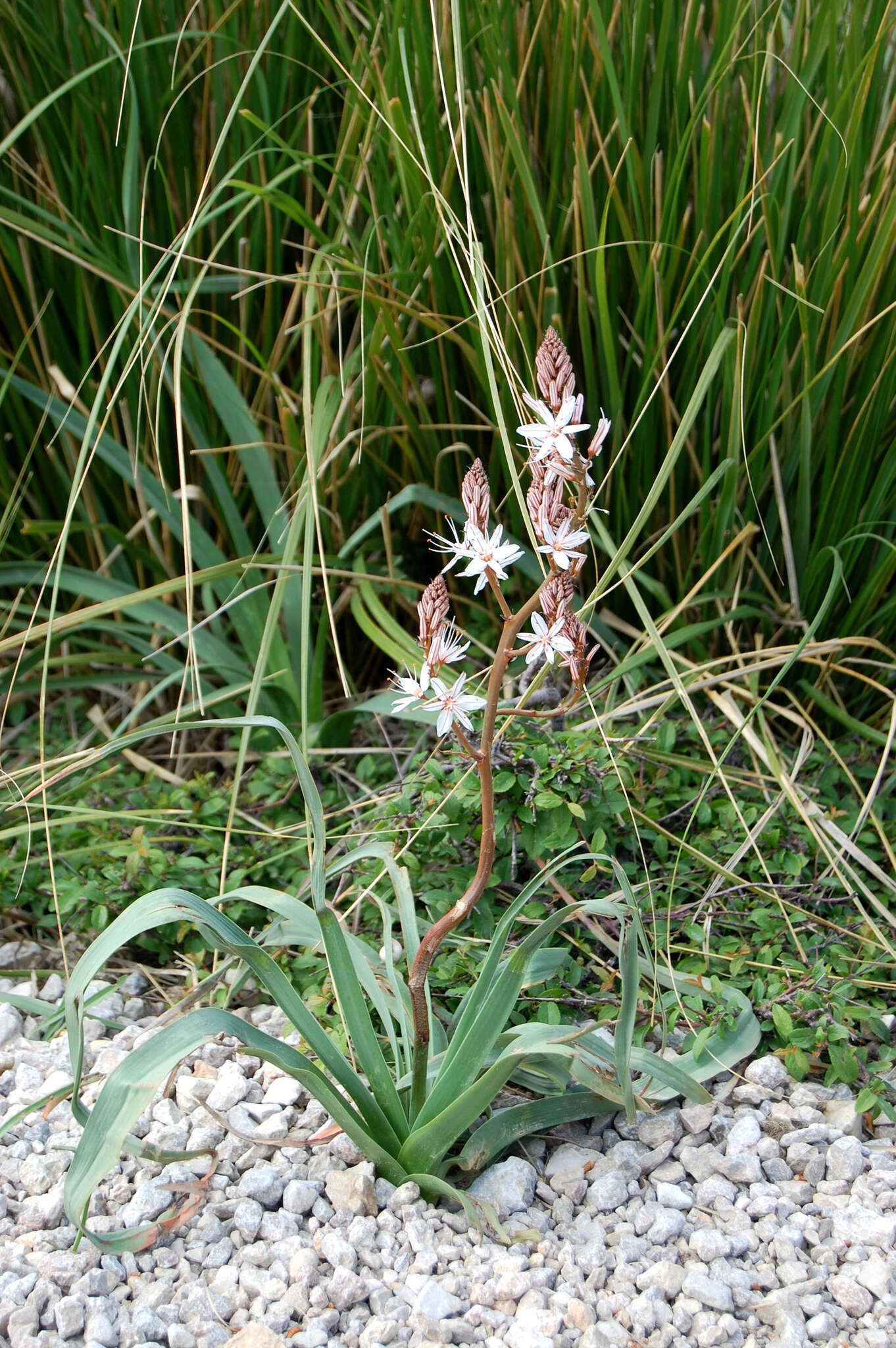 Image of Asphodelus ramosus subsp. ramosus