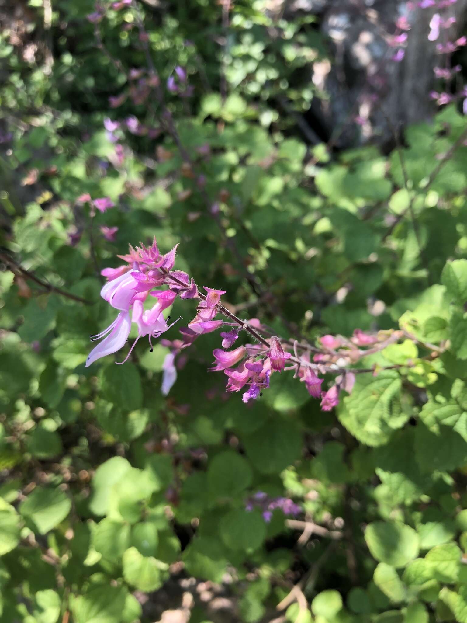 Image de Ocimum labiatum (N. E. Br.) A. J. Paton