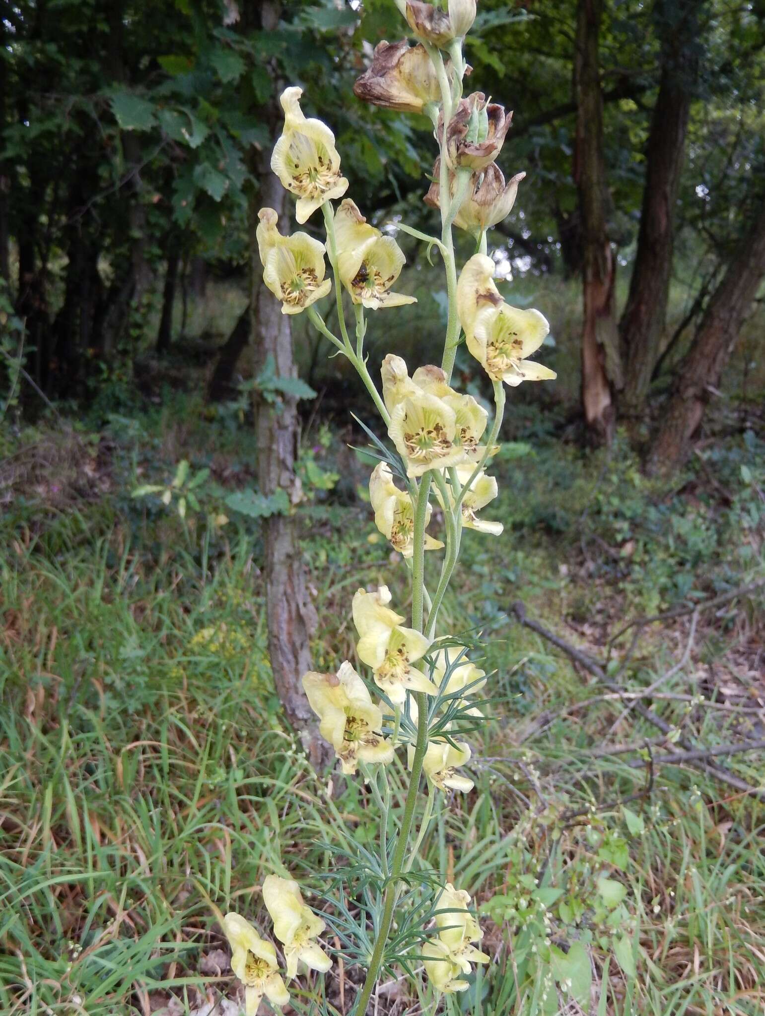 Aconitum anthora L.的圖片