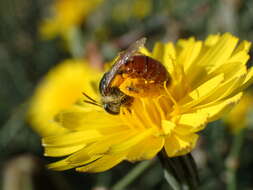 Image of Andrena isis Schmiedeknecht 1900