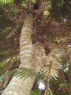 Image of Cycad