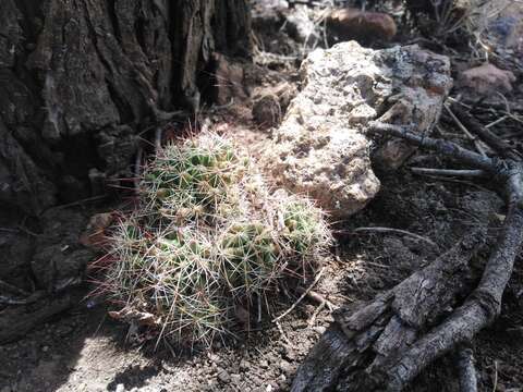 Image de Mammillaria decipiens Scheidw.