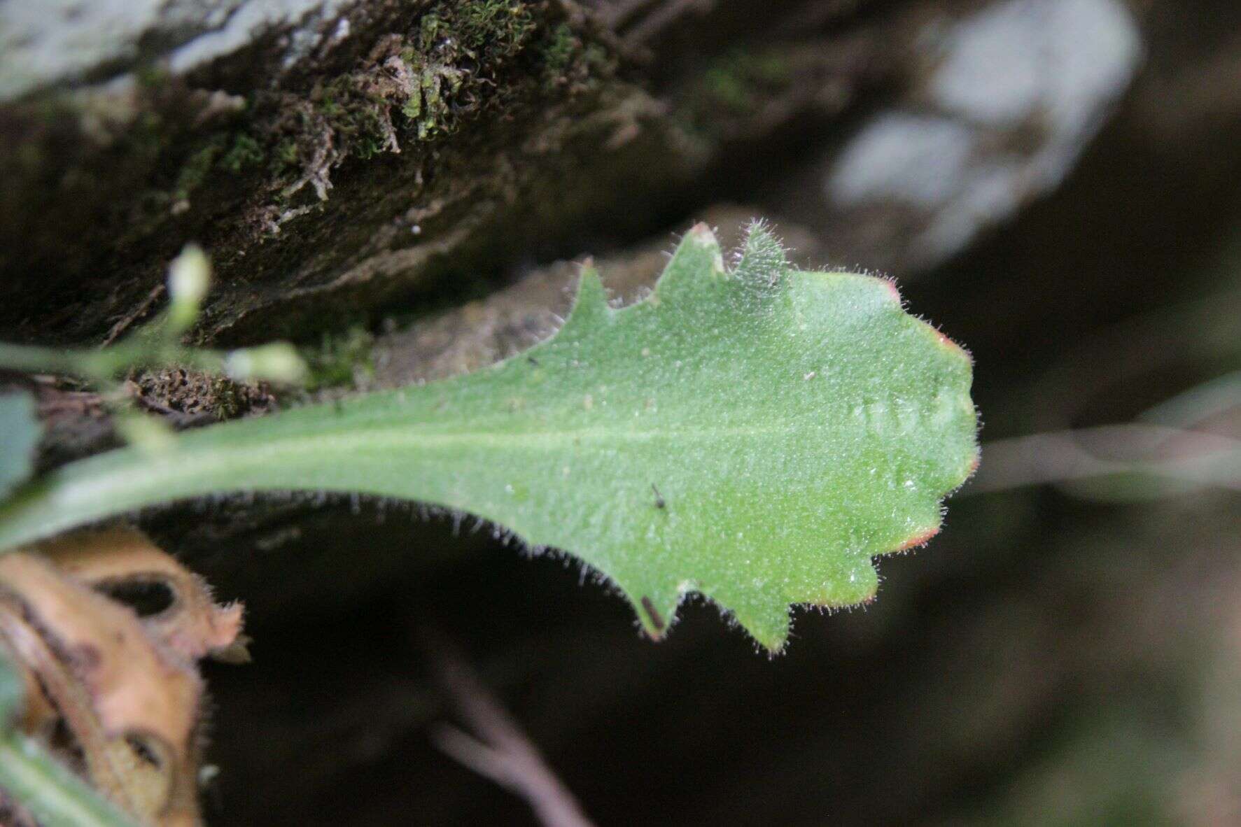 Imagem de Micranthes clusii (Gouan) Fern. Prieto, Vázquez, Vallines & Cires