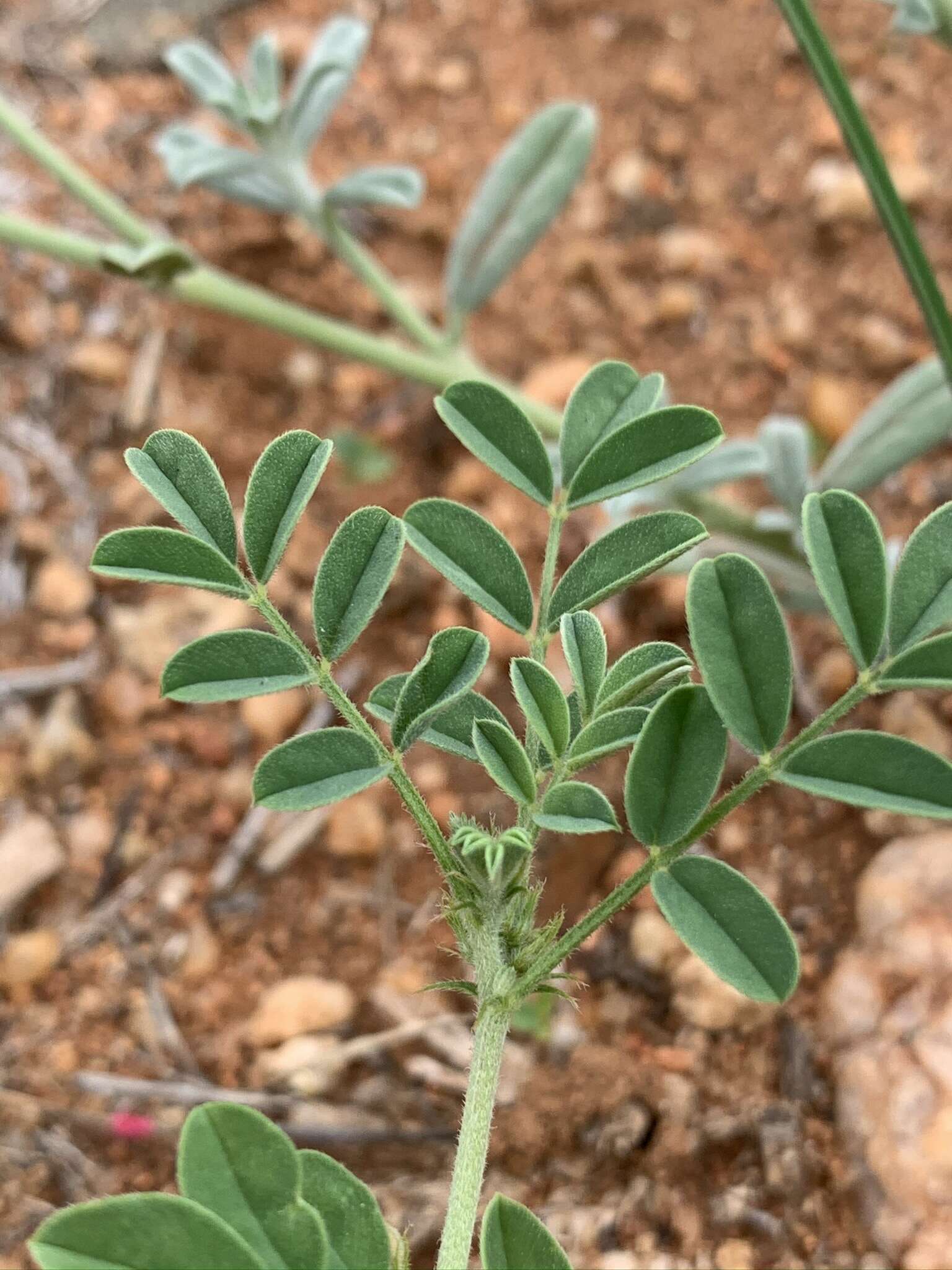 Indigofera ingrata N. E. Br.的圖片