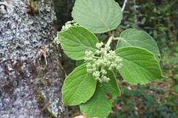 Image of Viburnum jucundum Morton