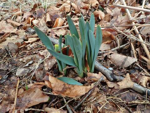 Image of daffodil