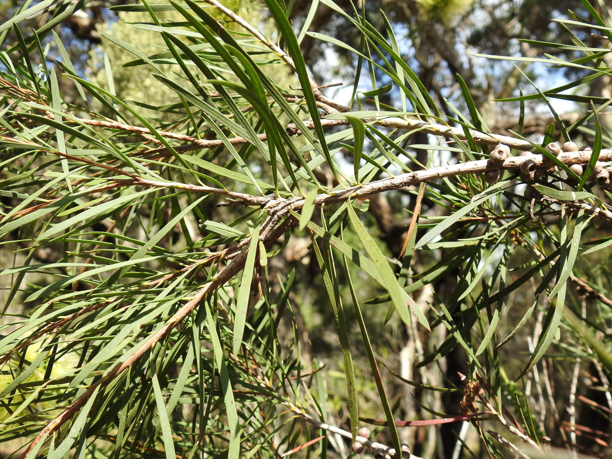 Image of Wallum bottlebrush