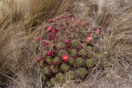 Lobivia maximiliana subsp. caespitosa的圖片