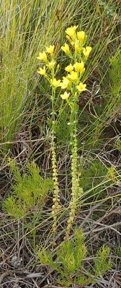 Image of Sebaea stricta (E. Mey.) Gilg