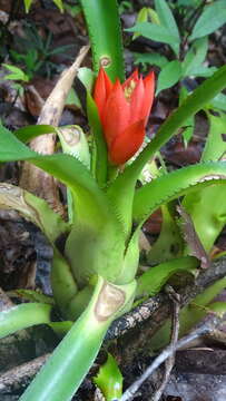 Image of Aechmea mertensii (G. Mey.) Schult. & Schult. fil.