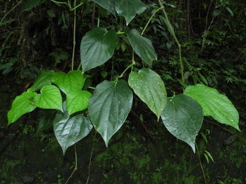 Image of Betel pepper