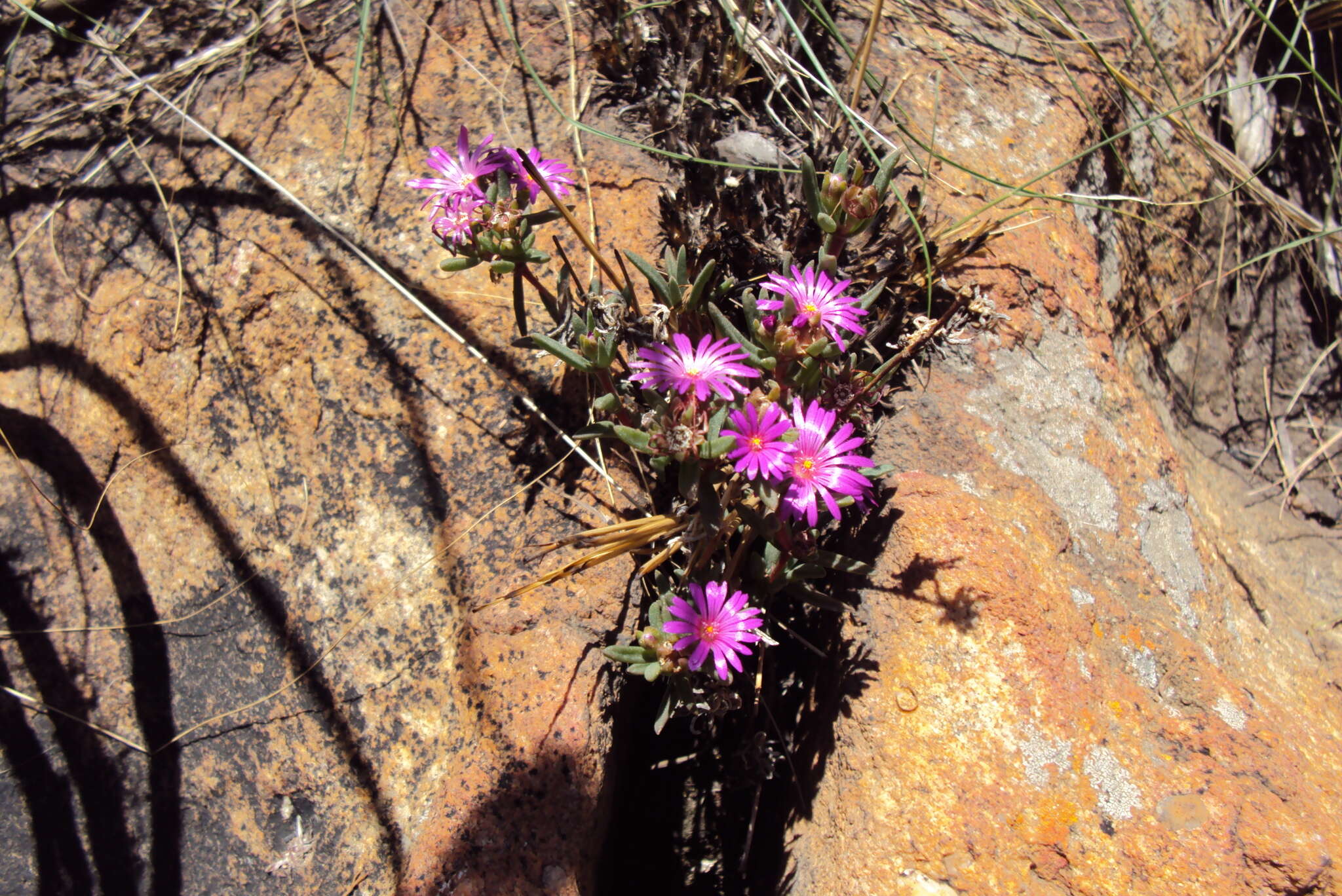 Image of Delosperma purpureum H. E. K. Hartmann