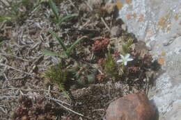 Слика од Sedum parvum Hemsl.