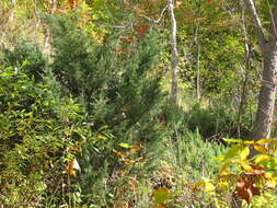 Image of Chinese Juniper