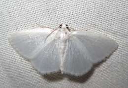 Image of White Spring Moth