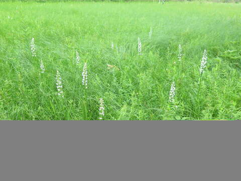 Слика од Platanthera hologlottis Maxim.