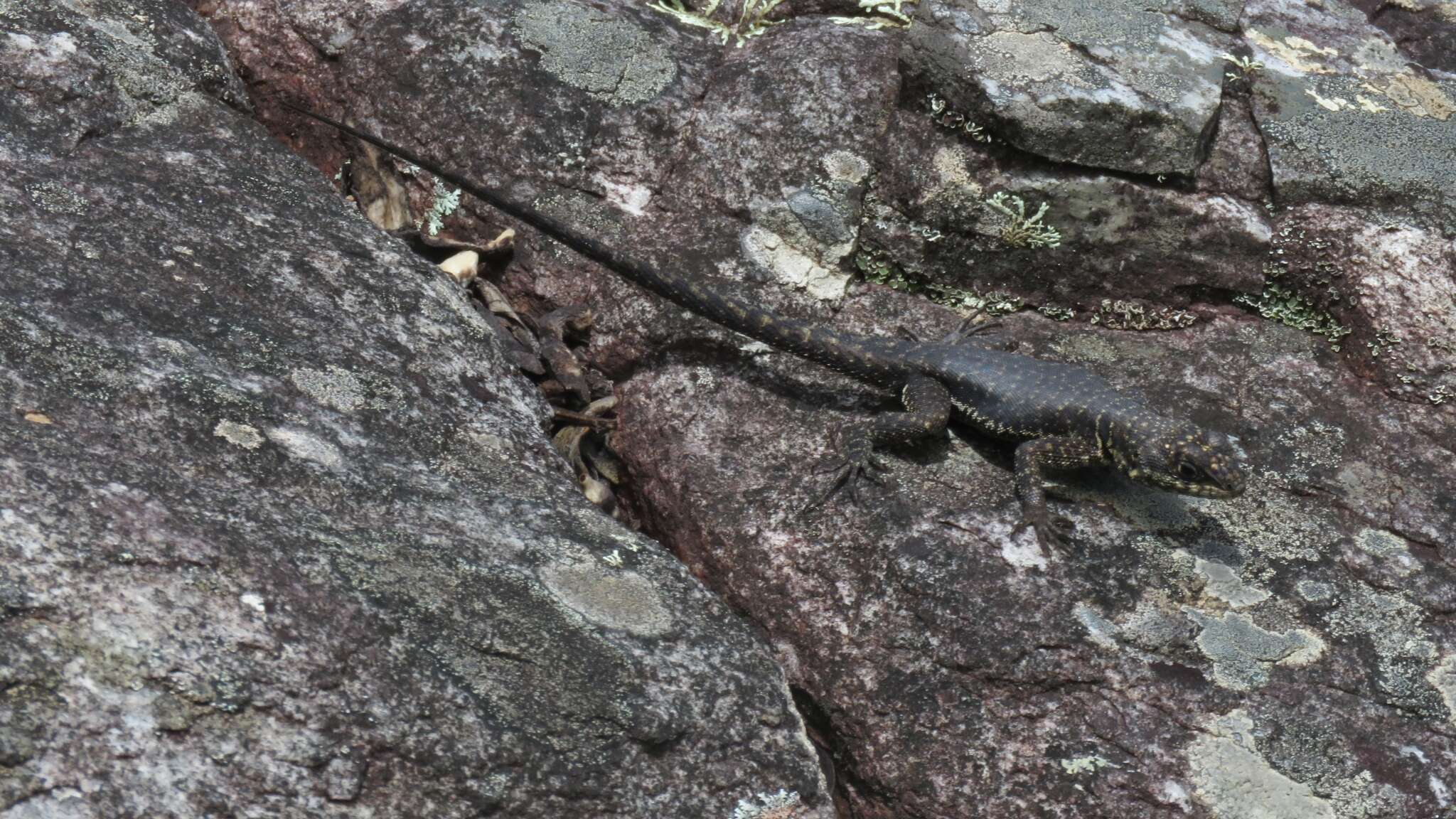 Tropidurus montanus Rodrigues 1987的圖片