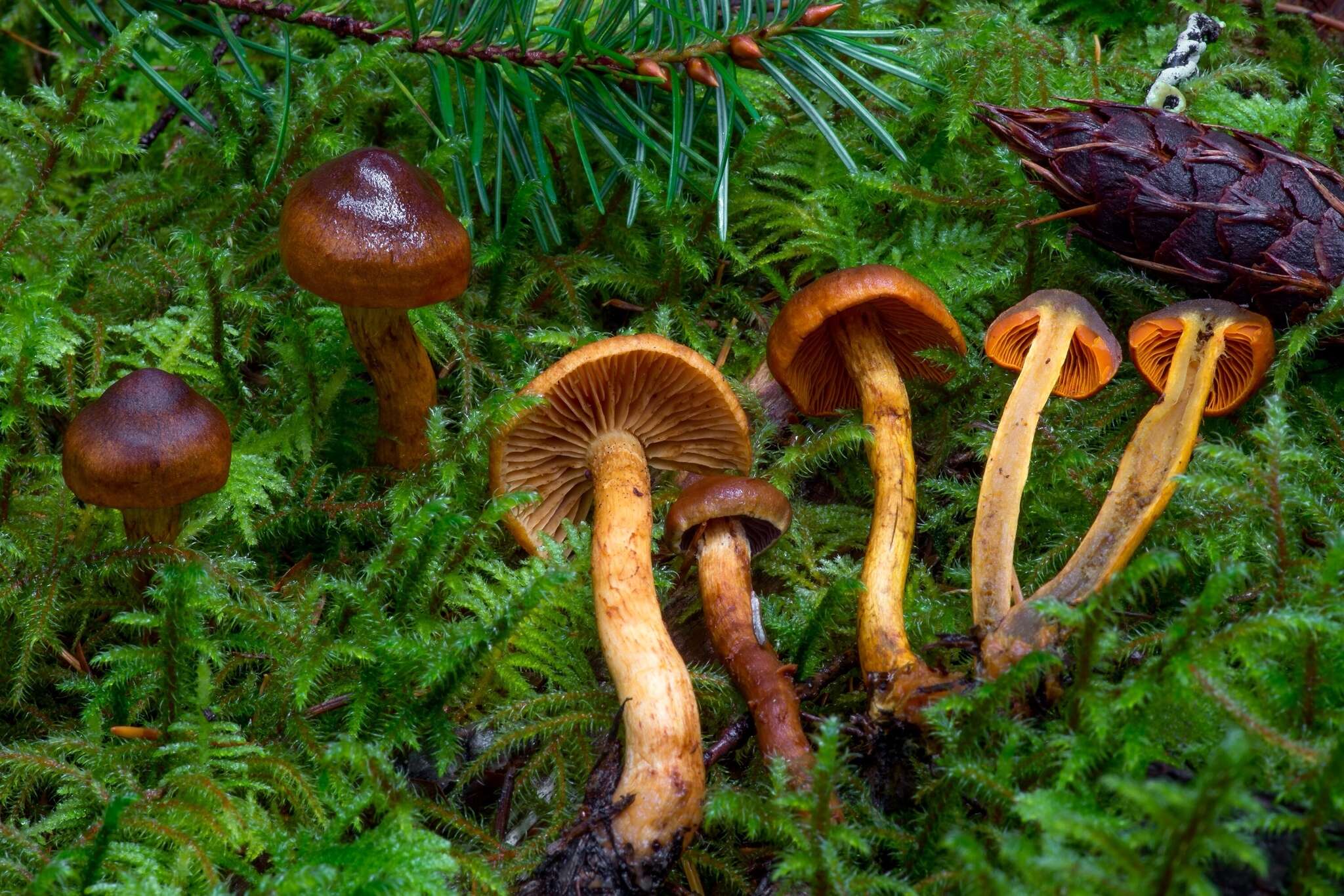 Слика од Cortinarius aurantiobasis Ammirati & A. H. Sm. 1977