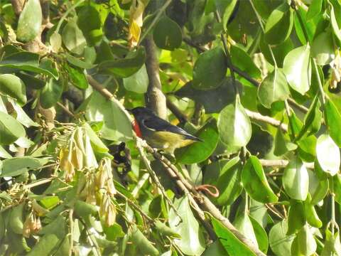 Image of Black-sided Flowerpecker