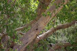 Image of Ficus cordata subsp. cordata