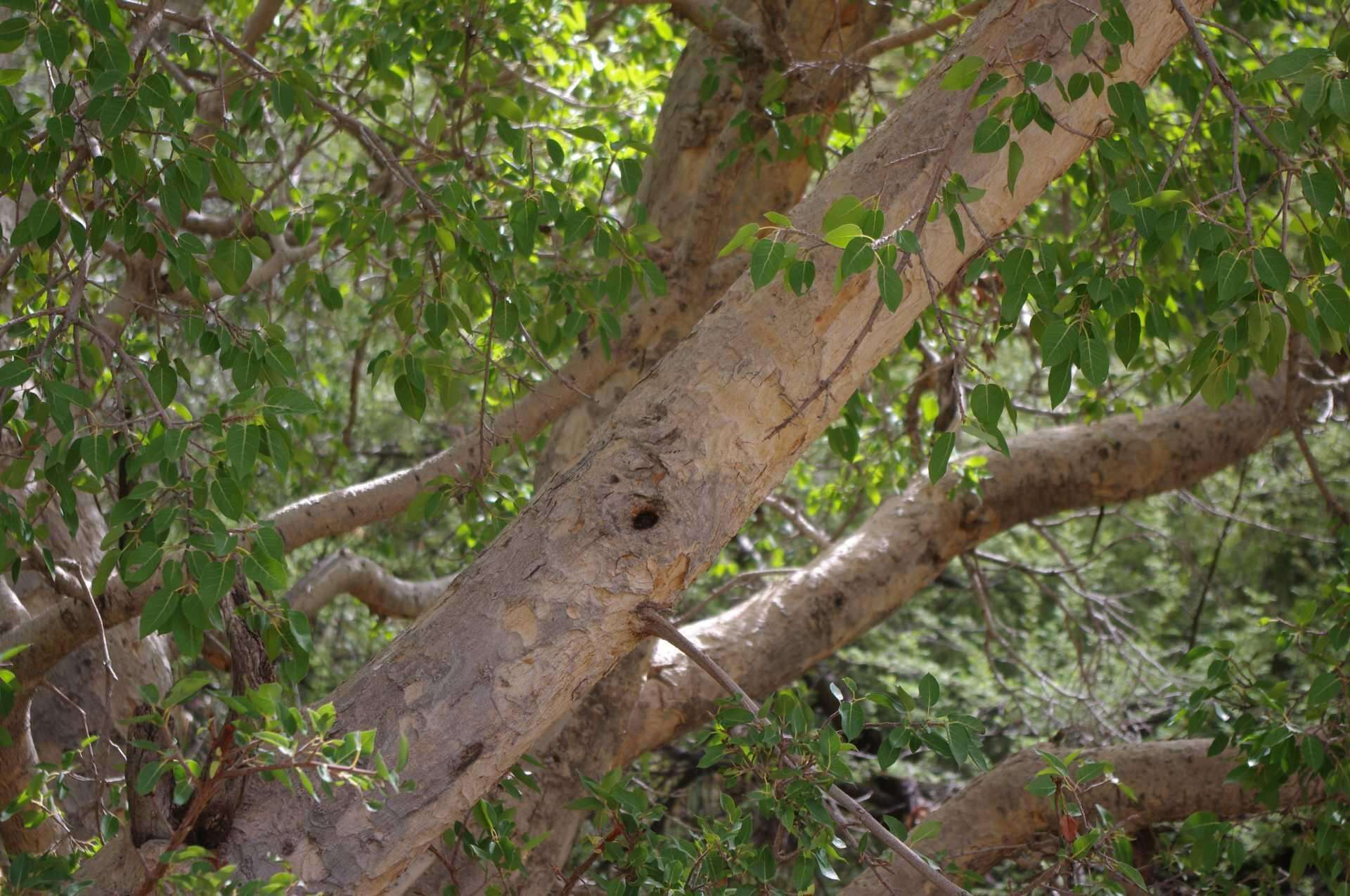 Image of Ficus cordata subsp. cordata