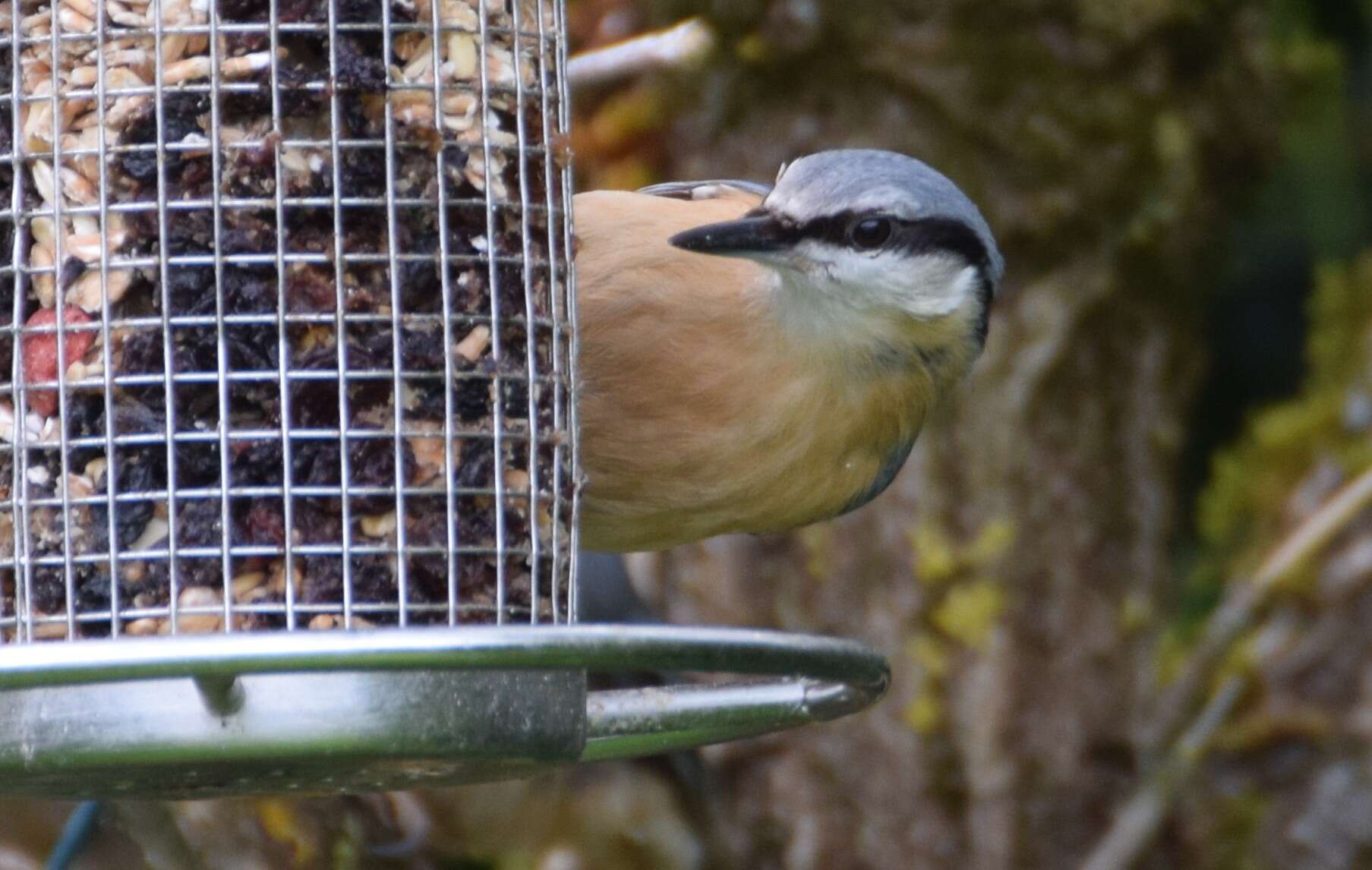 Image of Eurasian Nuthatch