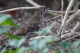 Image of Zoothera lunulata halmaturina (Campbell & AG 1906)