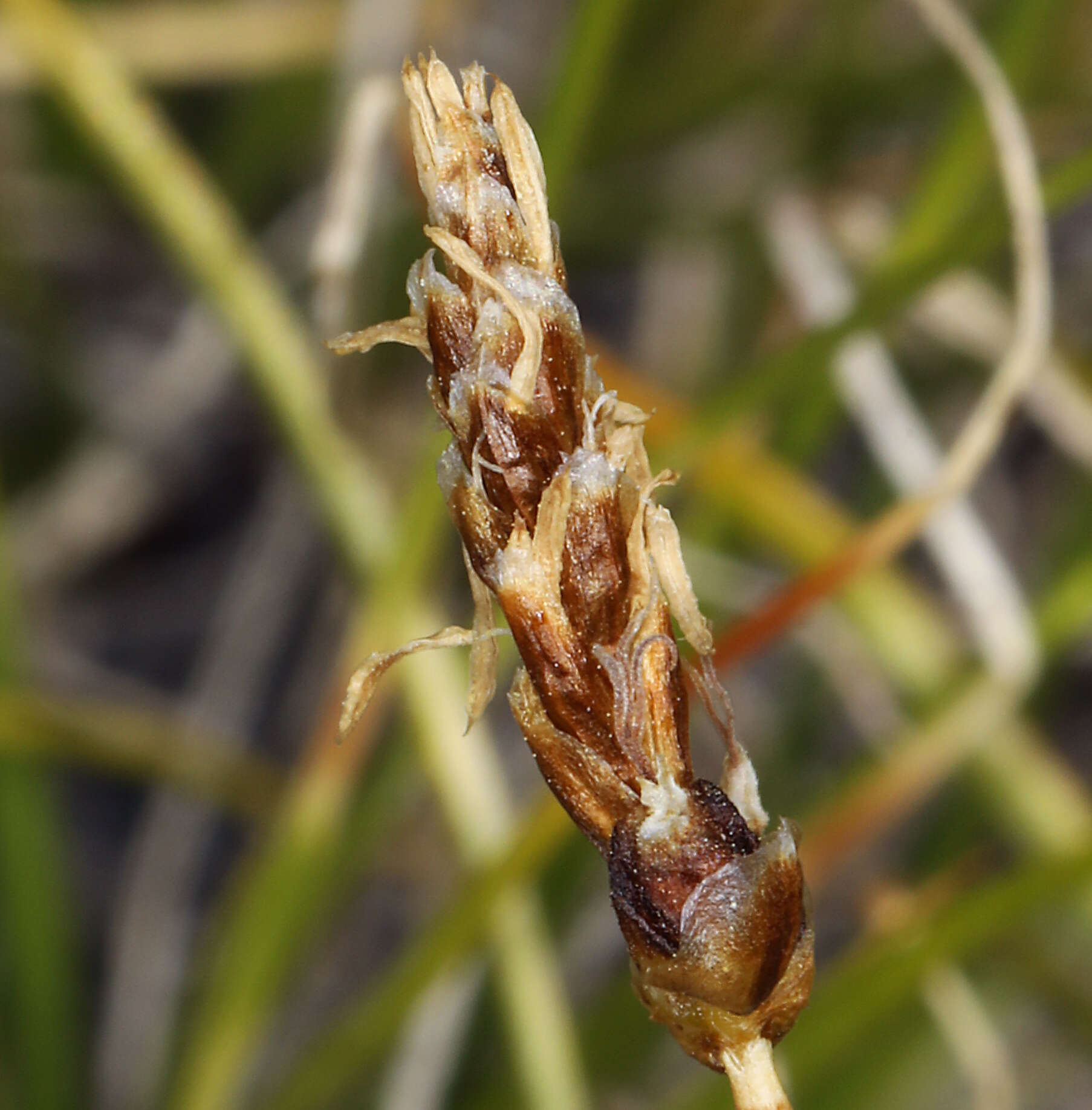 Image of shorthair sedge