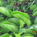 Image of oval-leaf clustervine