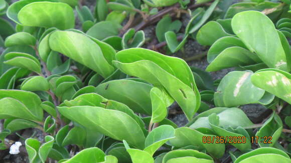 Image of oval-leaf clustervine