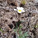 Plancia ëd Thymophylla aurantiaca (Brandeg.) Rydb.