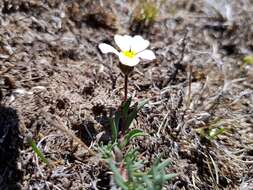 Image of Thymophylla aurantiaca (Brandeg.) Rydb.