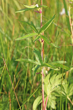 Image of white checkerbloom